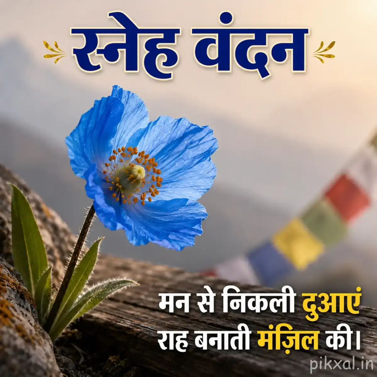 Single light blue flower with a yellow center and green leaves against a softly blurred background