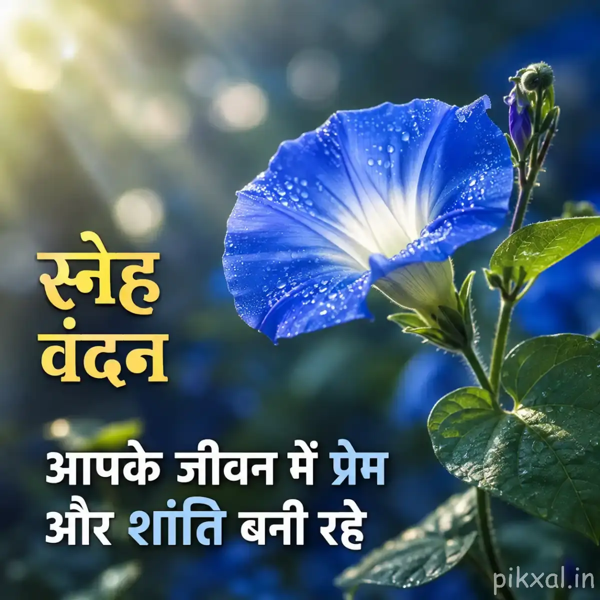 Single large blue flower with a pale center, green leaves, and water droplets, with a Hindi morning wish