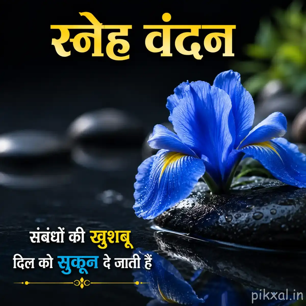 Single light blue flower with overlapping petals and green leaves against a dark blurred background, with a Hindi morning wish