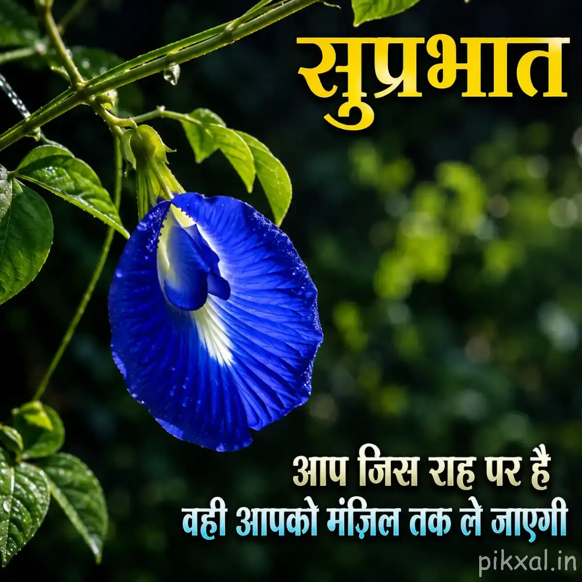 Single deep blue rounded flower with a pale center surrounded by green foliage and a Hindi Good Morning wish