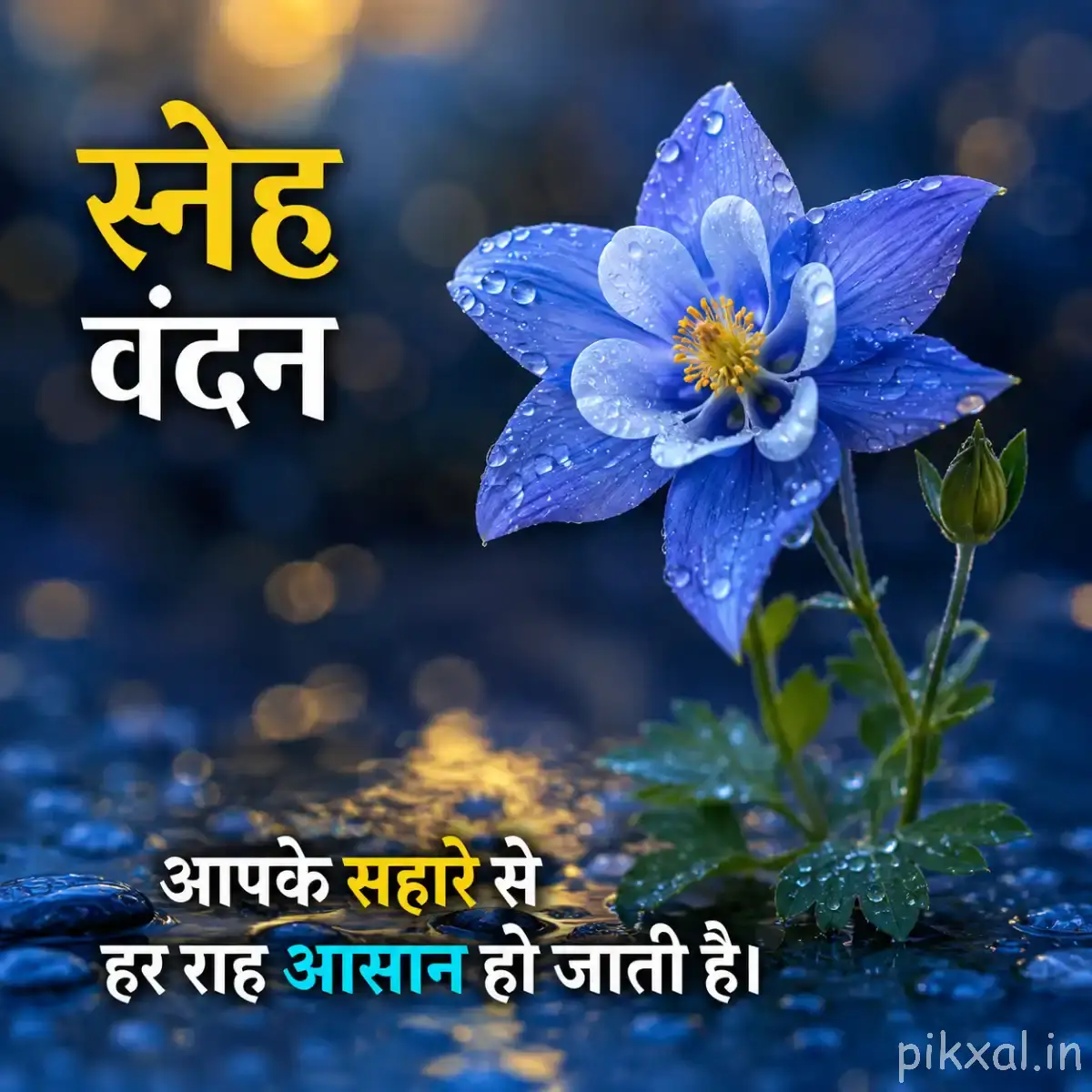 Single pale blue flower with rounded petals, yellow center, and green leaves against a dark blurred background
