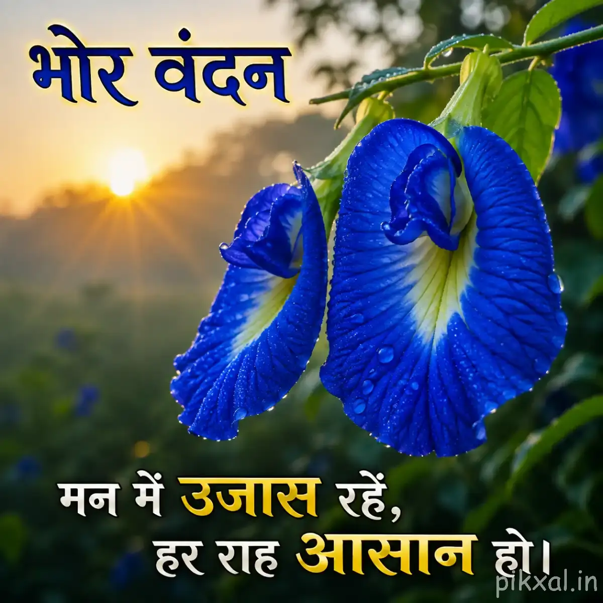 Several blue funnel-shaped flowers hanging from leafy stems with a glowing sunrise and Hindi morning wish