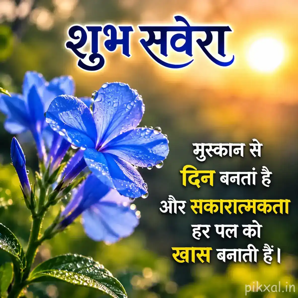 Open blue flowers with pale centers and slender petals among green leaves against a bright sunrise background