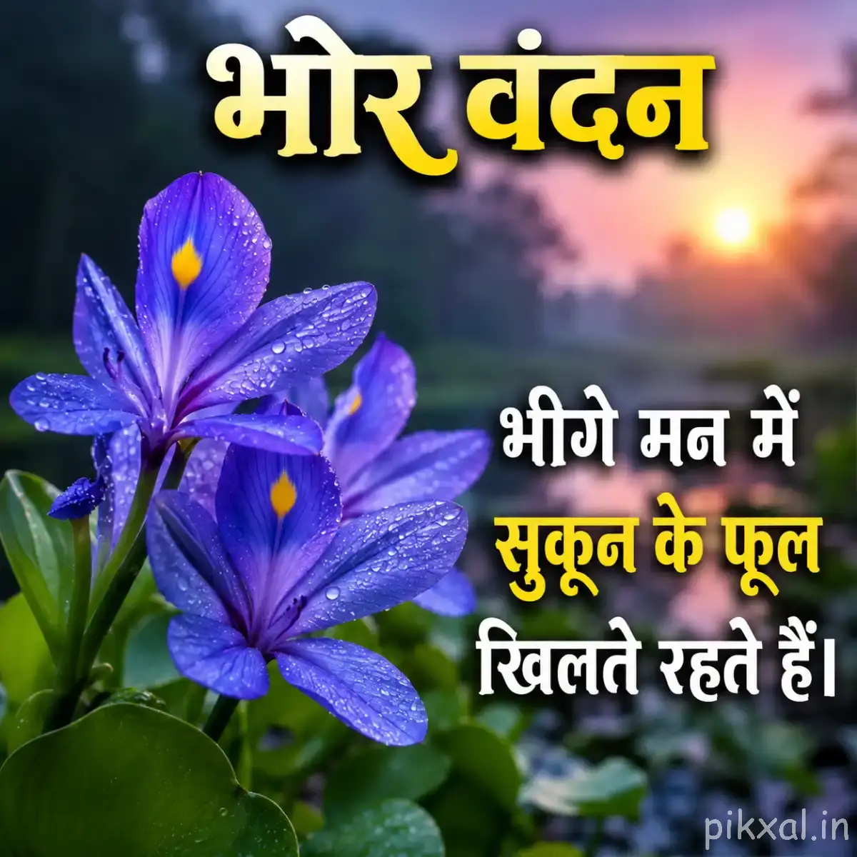 Several purple-blue star-shaped flowers with narrow petals and green foliage against a softly glowing morning background