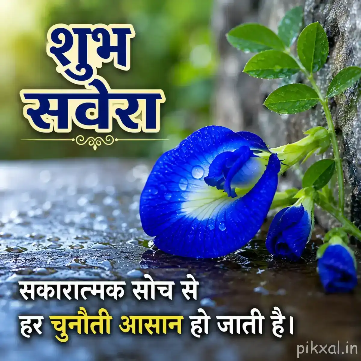 Blue flower with a pale center surrounded by green foliage and unopened buds with a Hindi morning wish