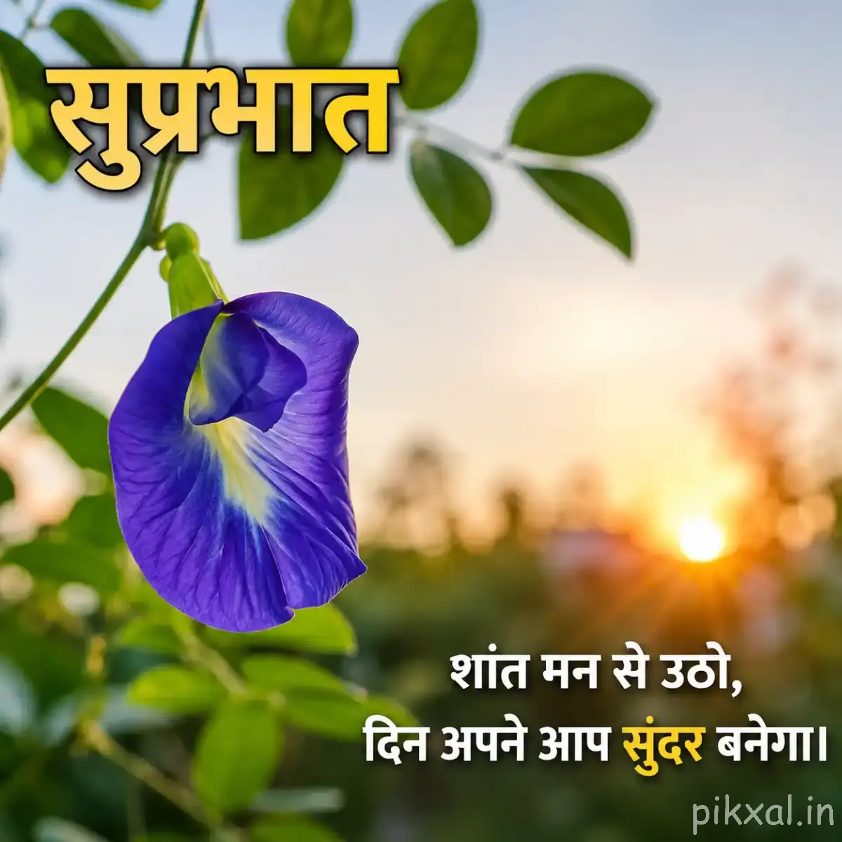 Single purple-blue funnel-shaped flower with a pale center on a leafy stem against a glowing sunrise