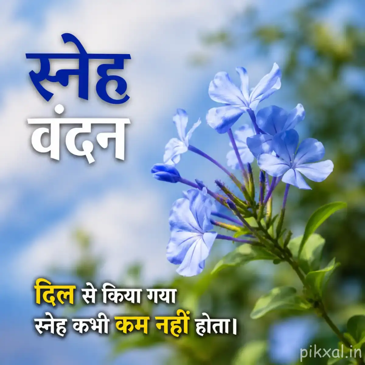 Several pale blue flowers with delicate petals and green stems against a softly blurred blue background with a Hindi morning wish