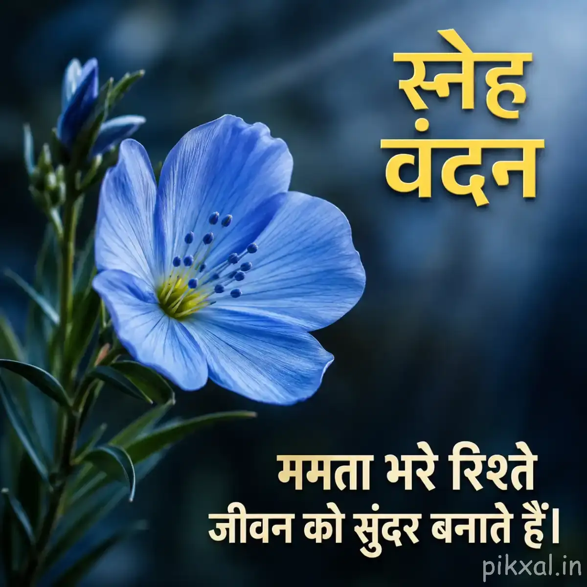 Single blue flower with elongated petals and green leaves against a dark blurred background with a Hindi morning wish