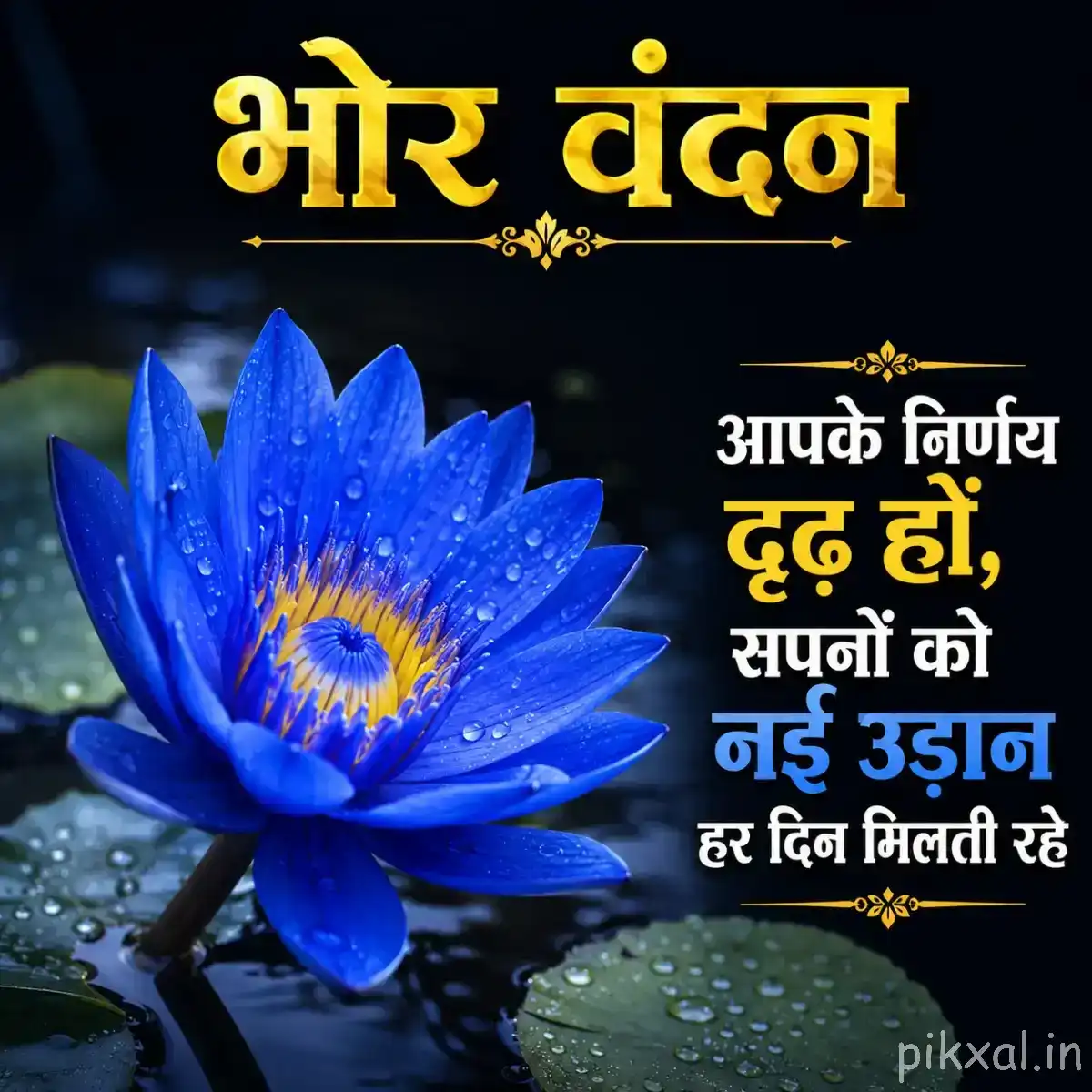Single deep blue layered flower with water droplets and a yellow center against a dark background
