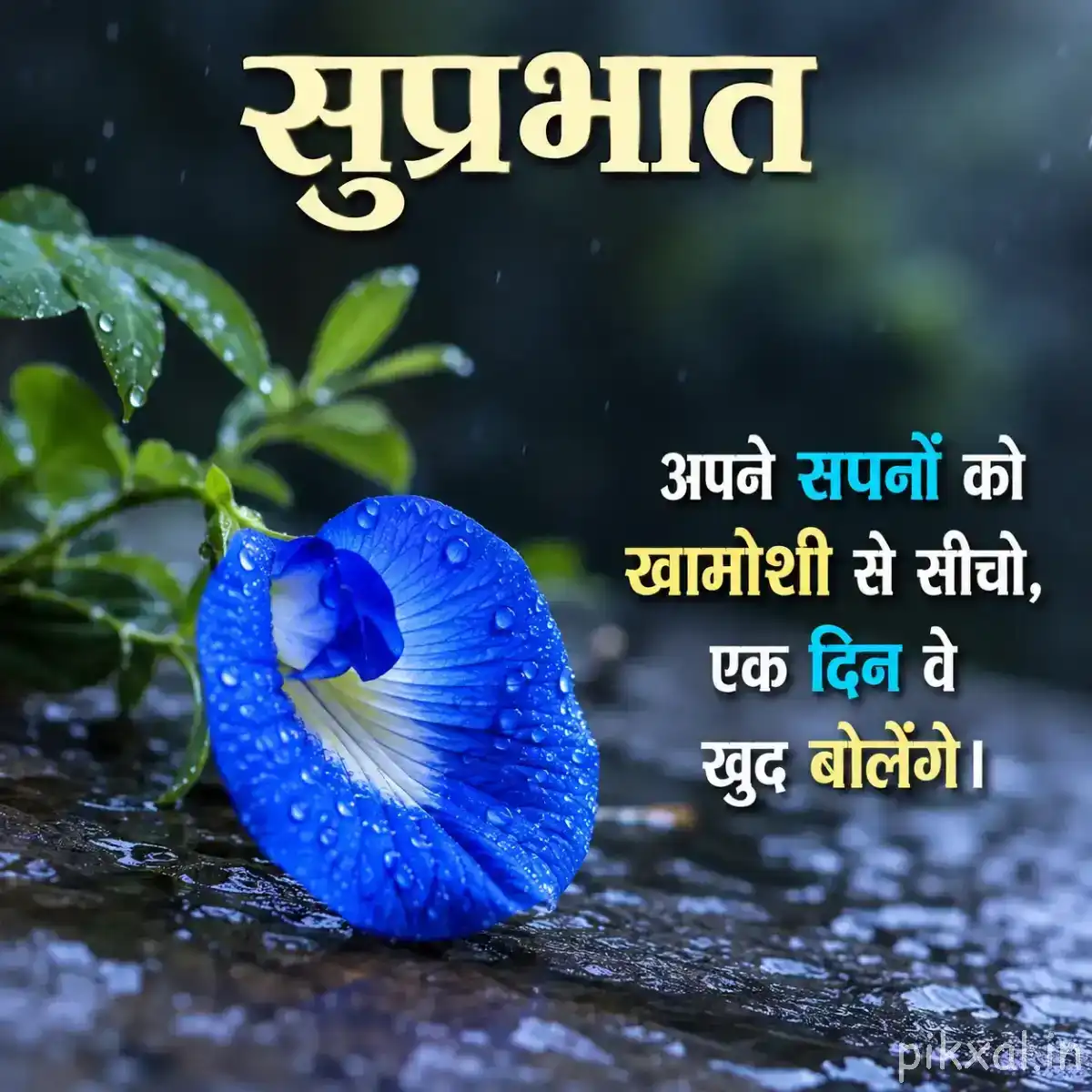 Single deep blue rounded flower covered with water droplets among green leaves and rocks