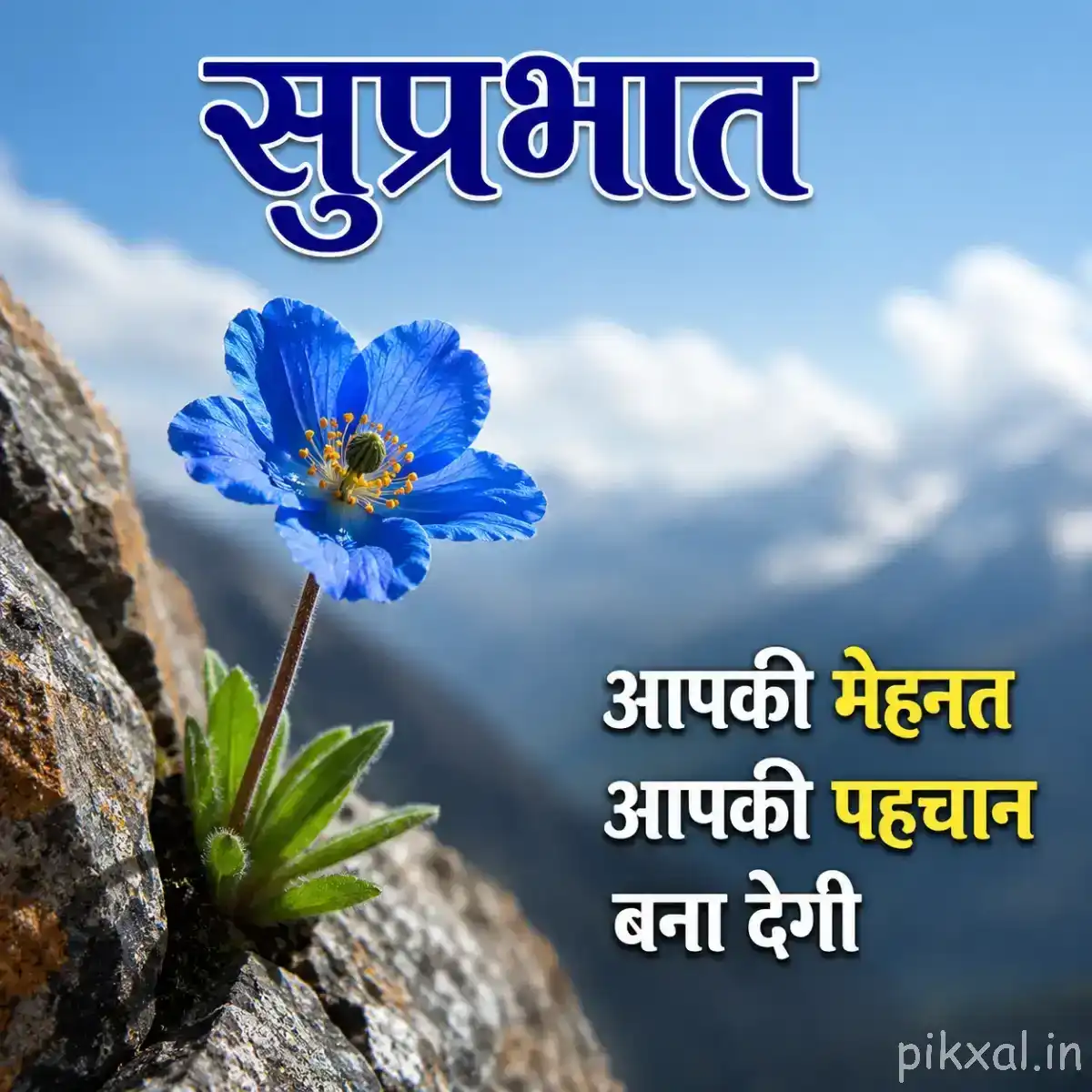 Single blue flower with a yellow center growing beside rocks against a cloudy sky