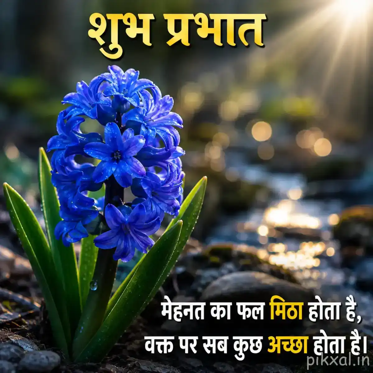 Dense cluster of deep blue rounded flowers with green leaves beside rocks and warm morning light