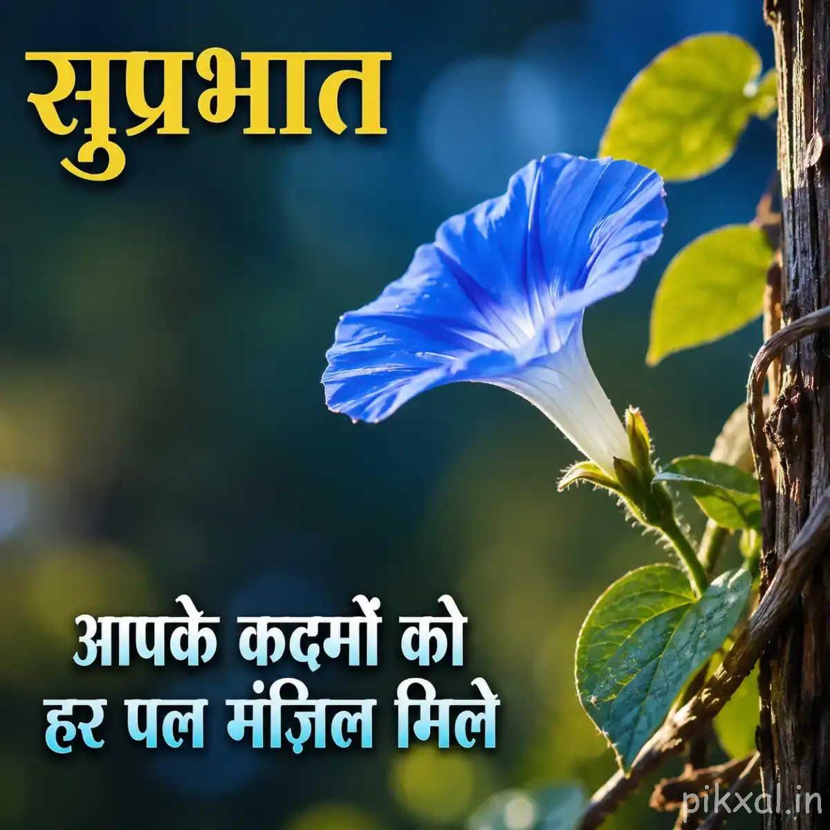 Single light blue trumpet-shaped flower with green leaves against a softly blurred garden background