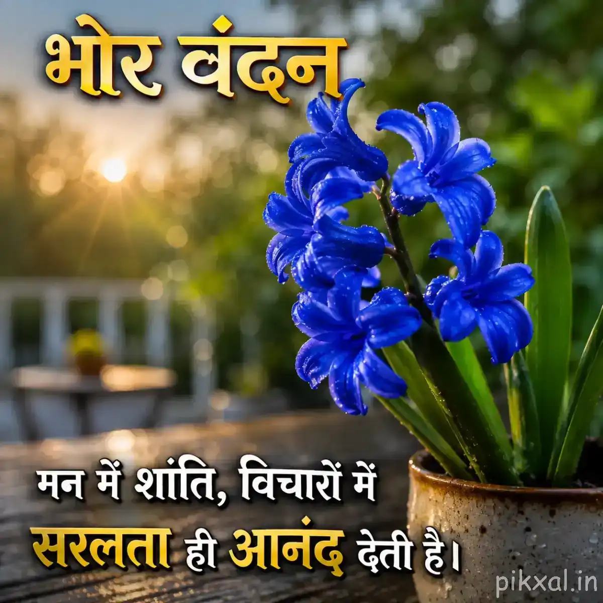 Cluster of deep blue flowers with green leaves in a rustic container, with warm morning light