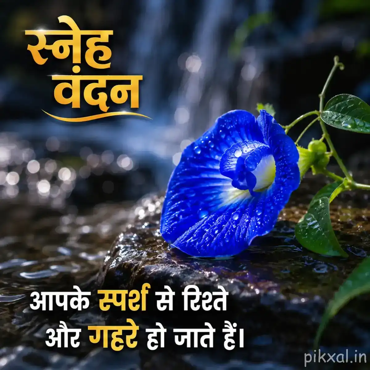 Single deep blue flower with a pale center and water droplets beside a flowing stream