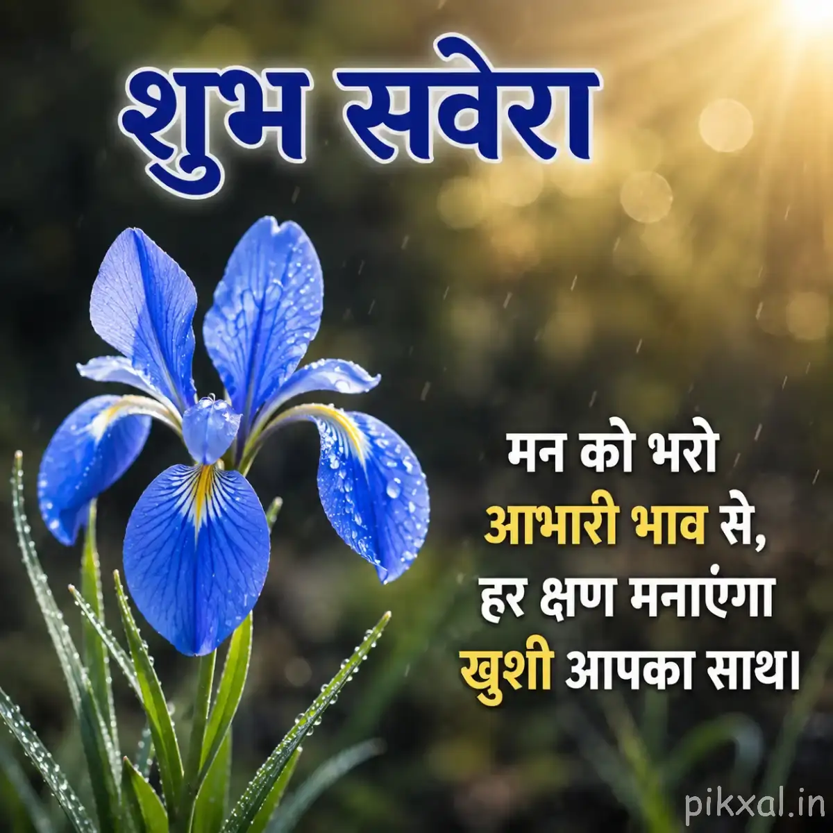 Pale blue flower with overlapping petals and green foliage against warm blurred light, with a Hindi morning wish
