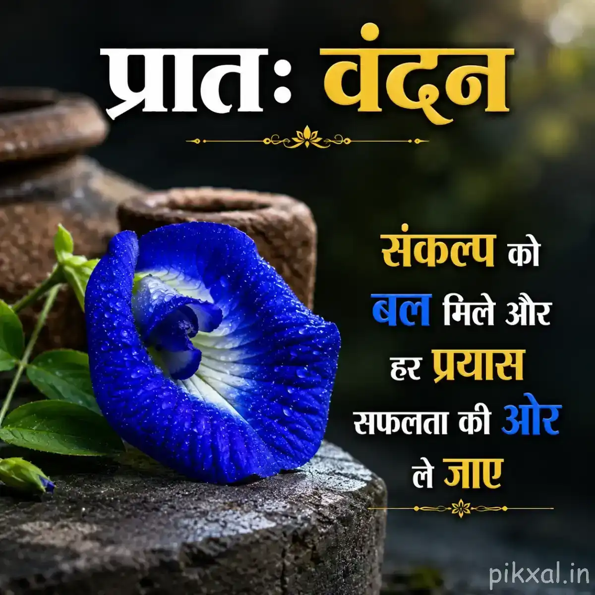 Single deep blue rounded flower with a pale center resting on dark stones, with a Hindi morning wish
