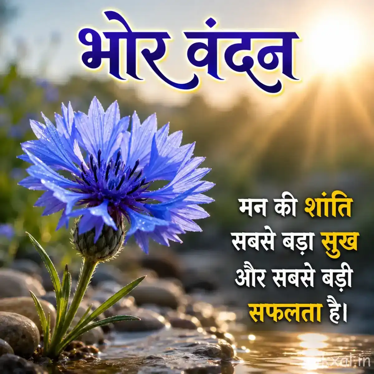 Single fringed blue flower with narrow petals growing among rocks, with warm sunlight and a Hindi morning wish