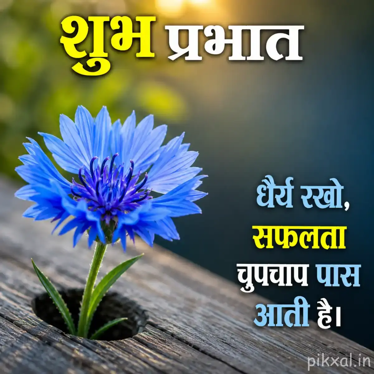Single blue fringed flower with layered petals and green leaves on a wooden surface, with a Hindi morning wish