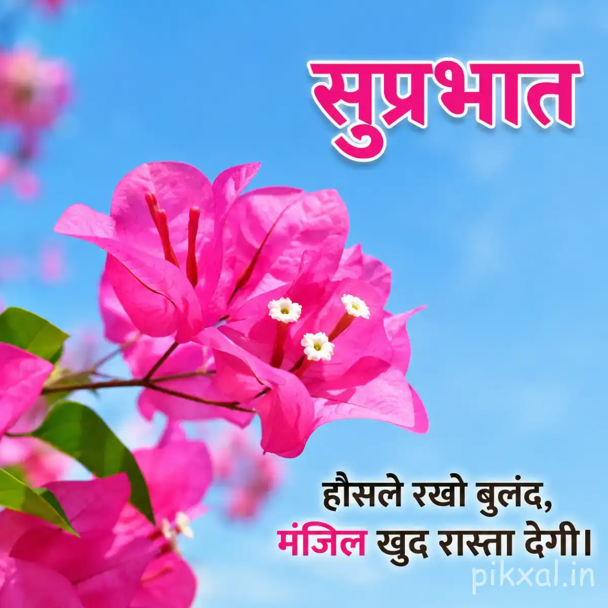 Bright pink flowers with small pale centers against a clear blue sky with a Hindi Good Morning wish