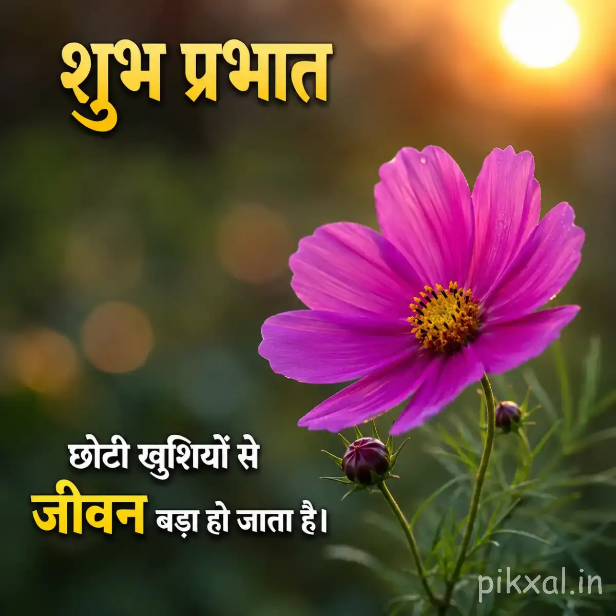 Single purple flower with wide-open petals and a yellow center against a warm sunrise background