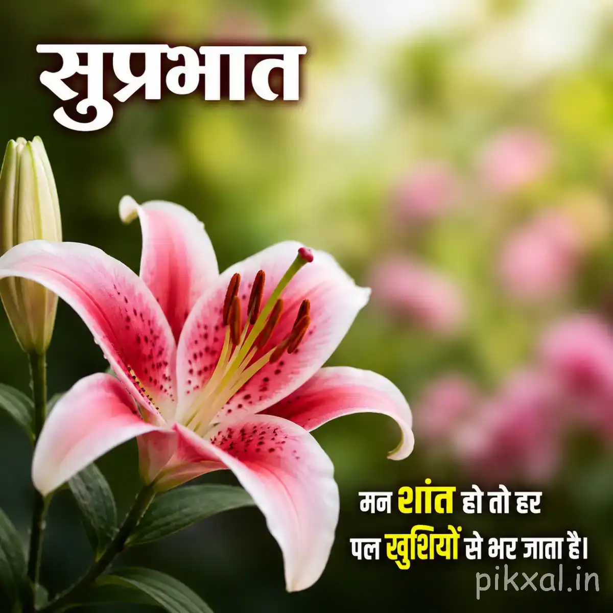 Large pink flowers with elongated petals and dark markings against softly blurred green foliage with a Hindi morning message