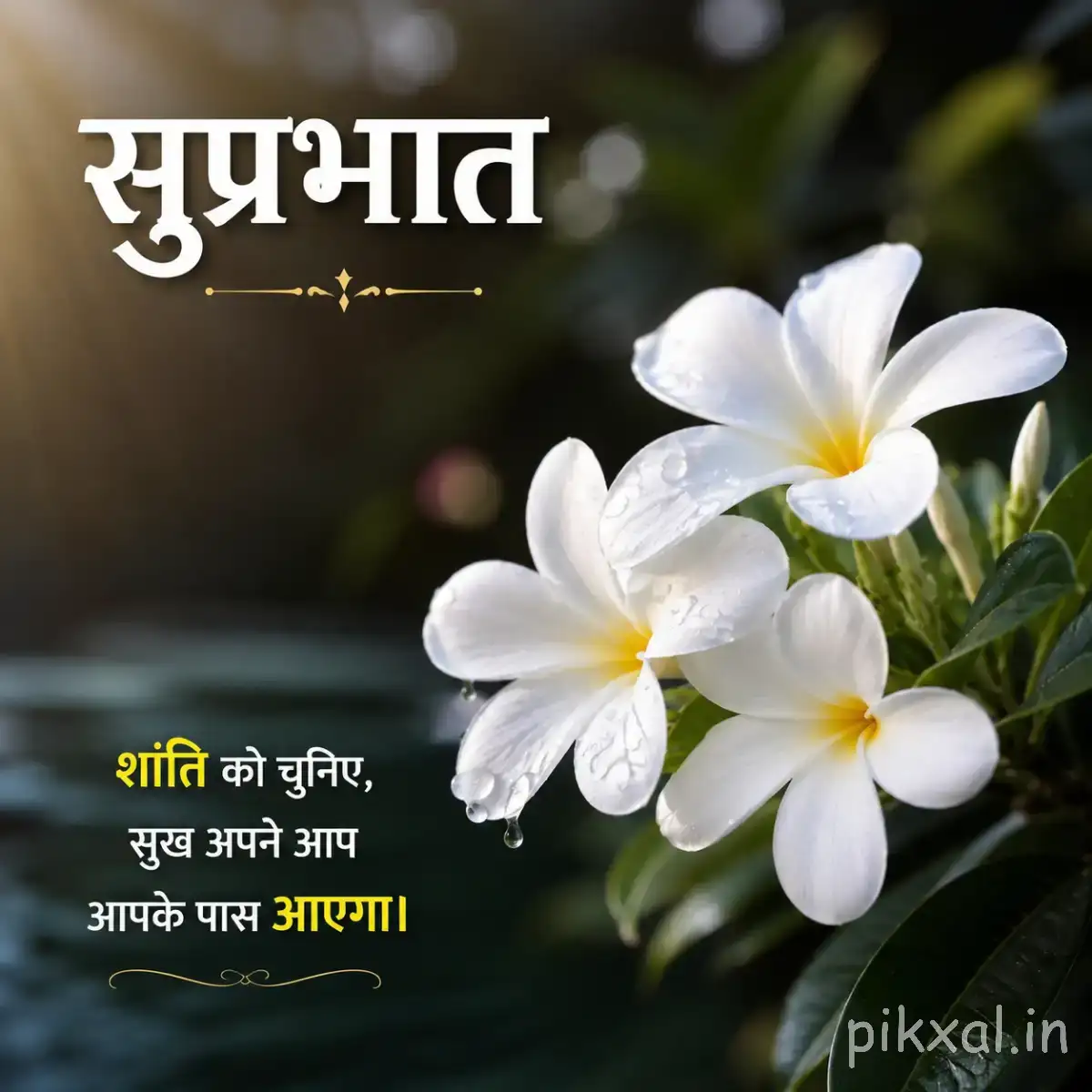 Several white flowers with rounded petals and yellow centers against dark green foliage with a Hindi morning quote