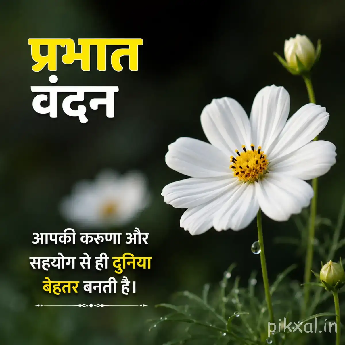 White flowers with broad petals, yellow centers, green leaves, and an unopened bud against a dark background