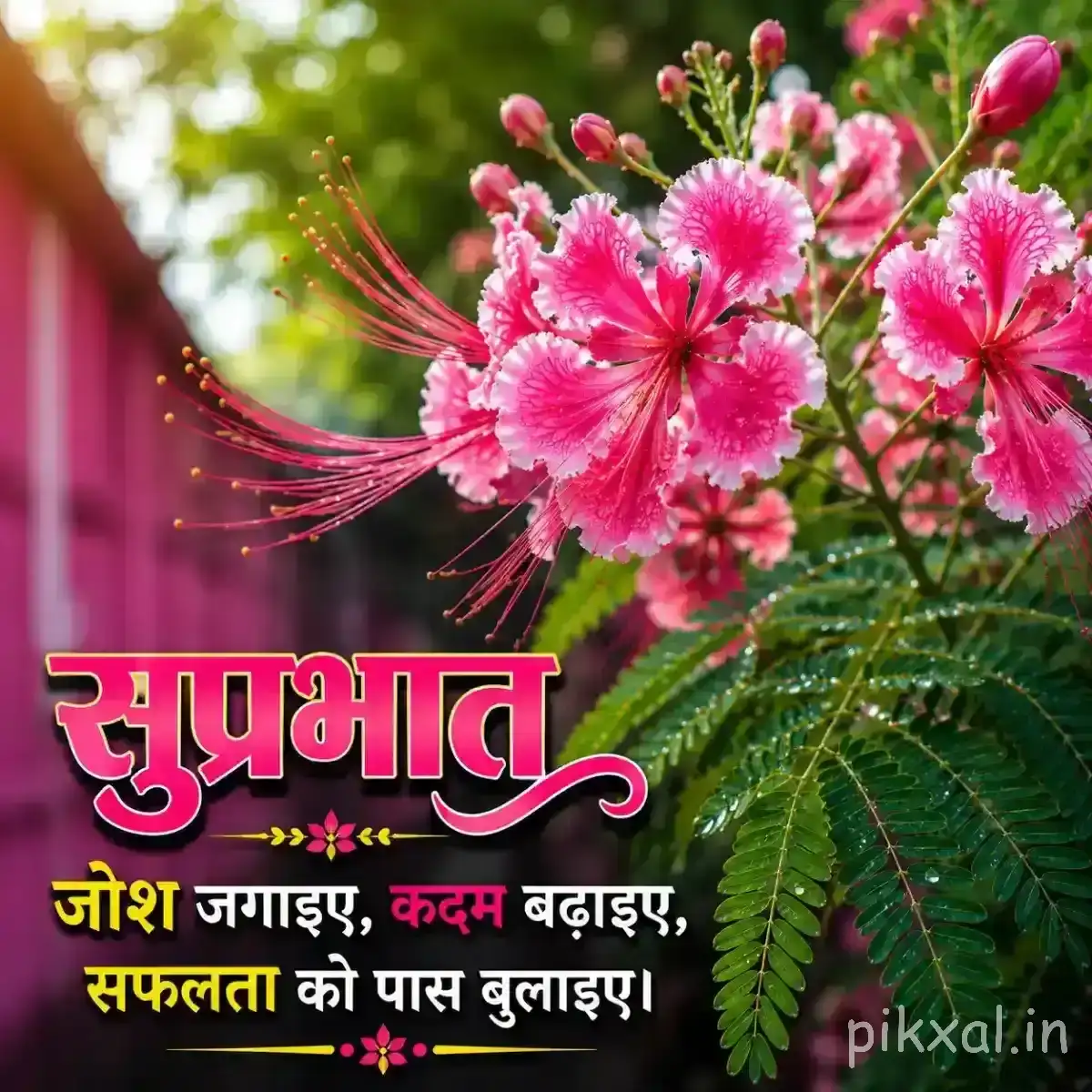 Several bright pink flowers with rounded overlapping petals and unopened buds against a dark background with a Hindi morning wish