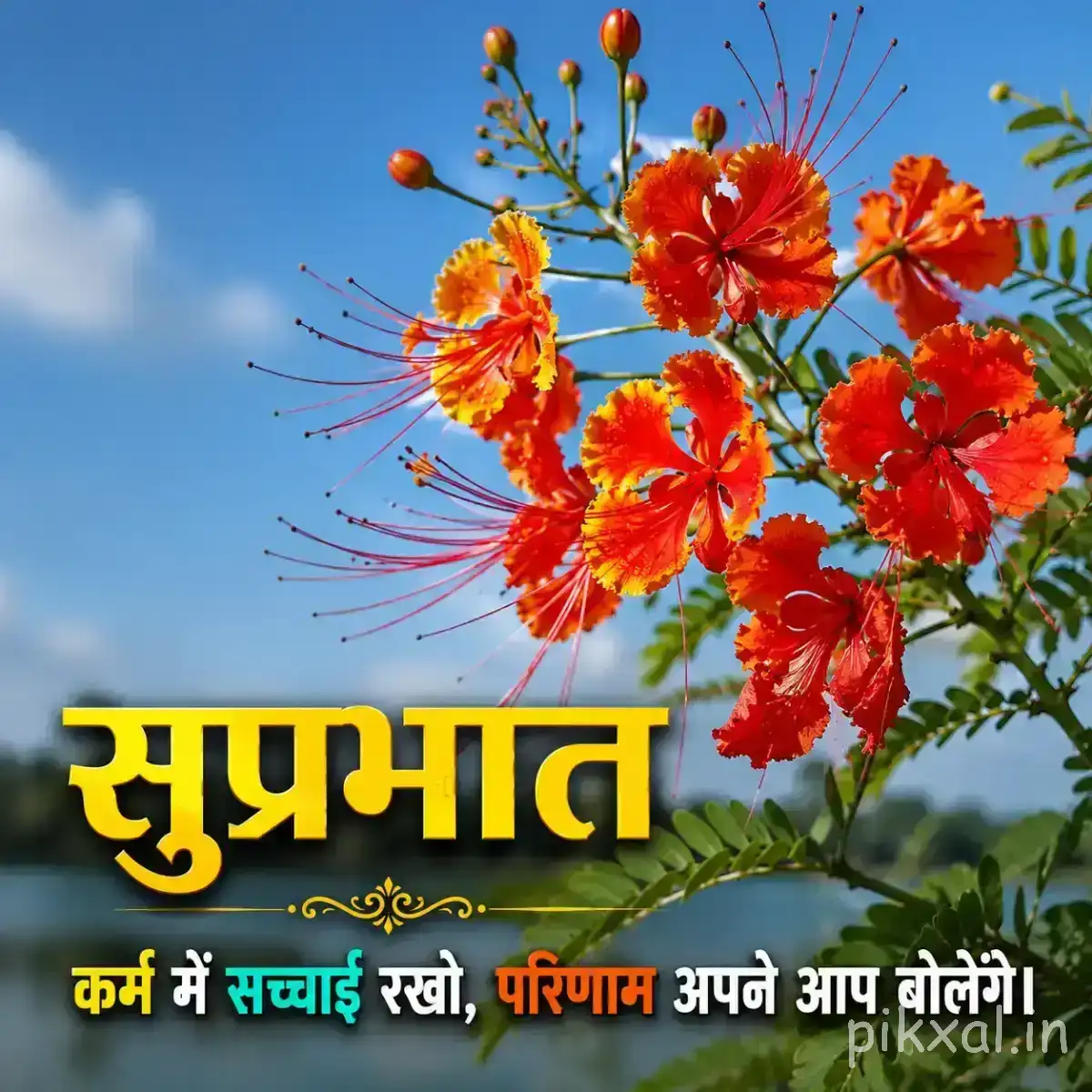 Orange-red flowers with long stamens on branching stems against a blue sky with a Hindi Good Morning wish