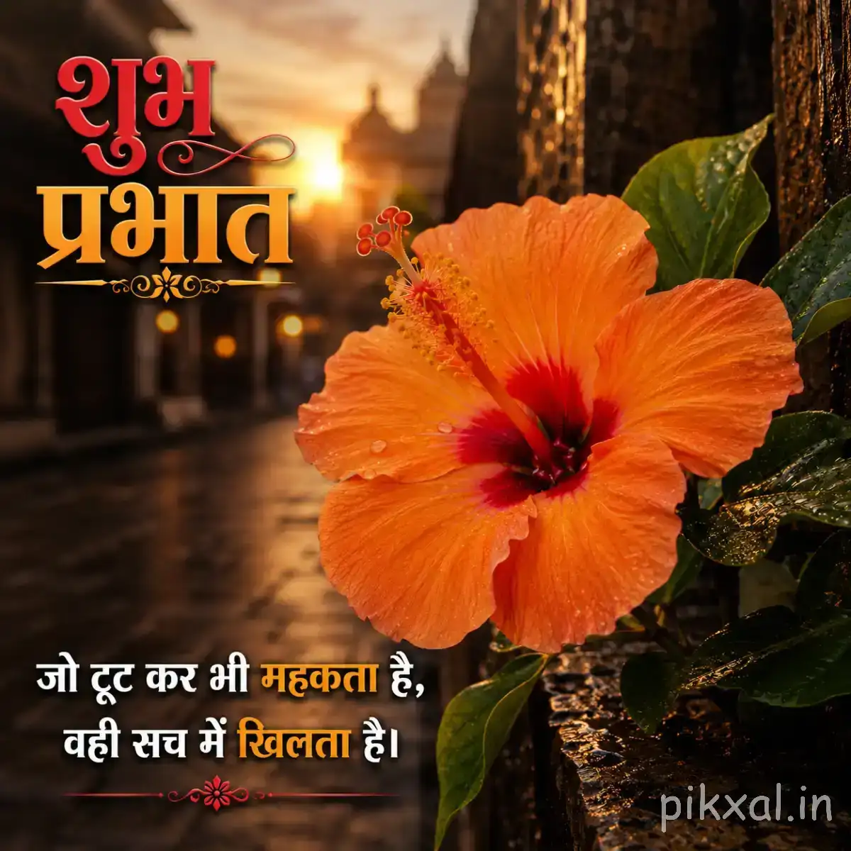 Large orange flower with broad petals and dark center against a warm garden background with a Hindi Good Morning wish