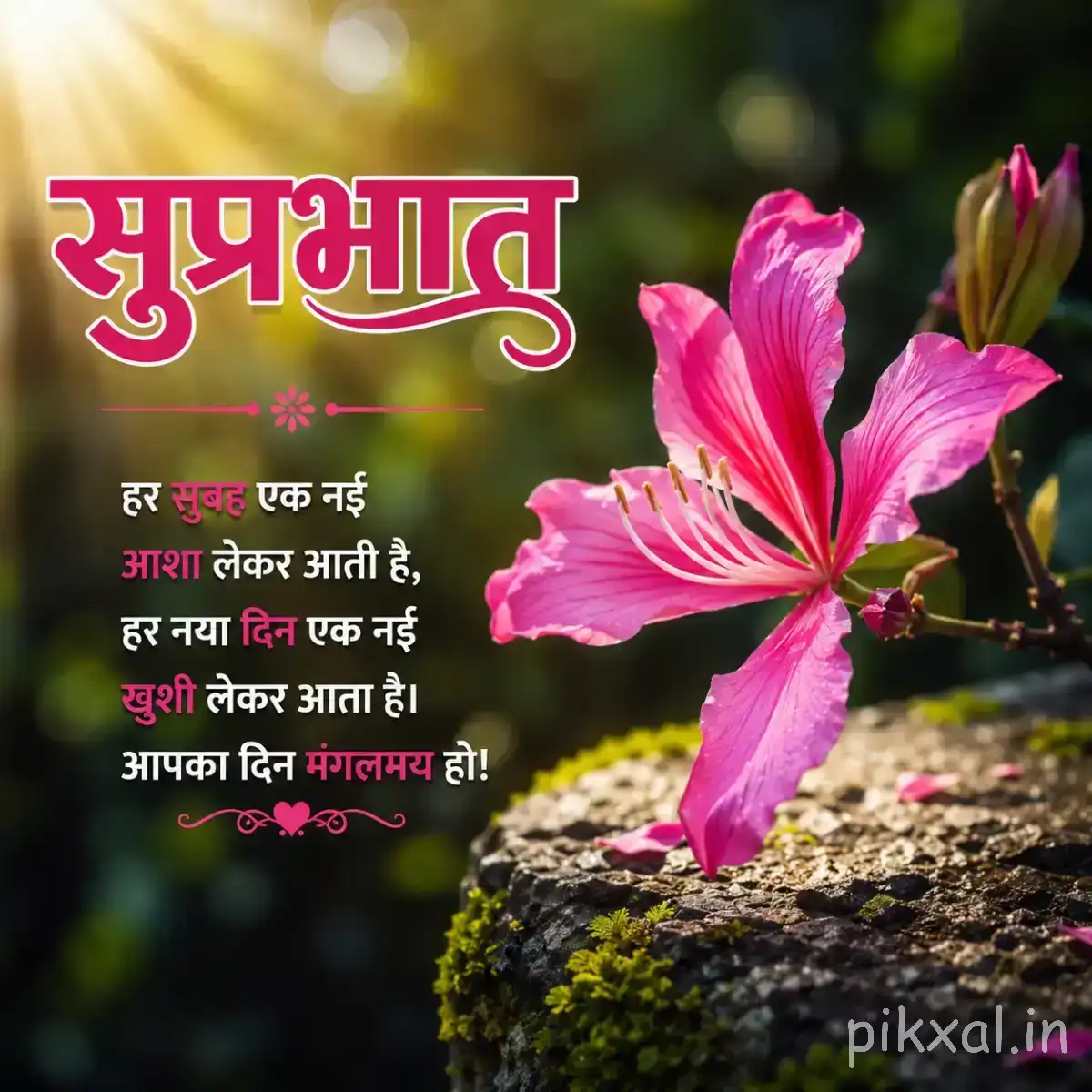 Pink flower with elongated petals beside unopened buds and green leaves growing among small stones with a Hindi morning greeting