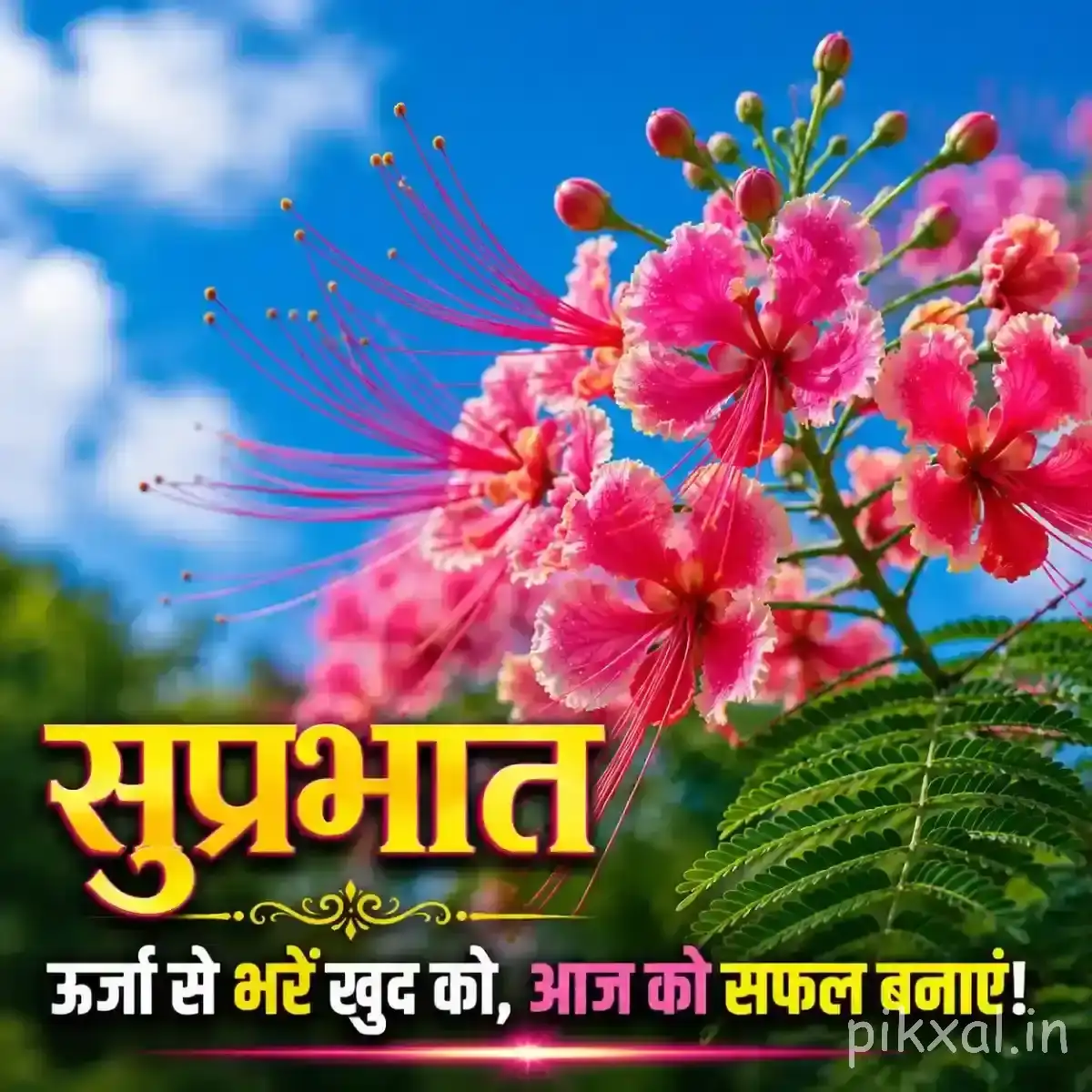 Cluster of bright pink flowers with long stamens and green leaves against a blue sky with a Hindi Good Morning wish
