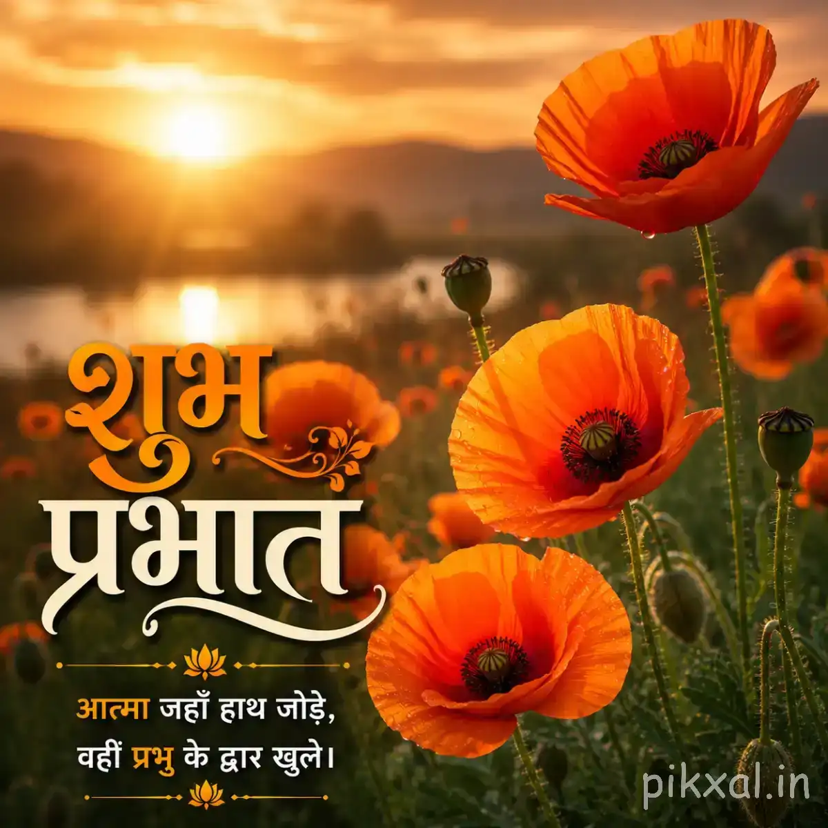 Several orange-red flowers with dark centers growing upright in a sunlit field with a Hindi morning wish