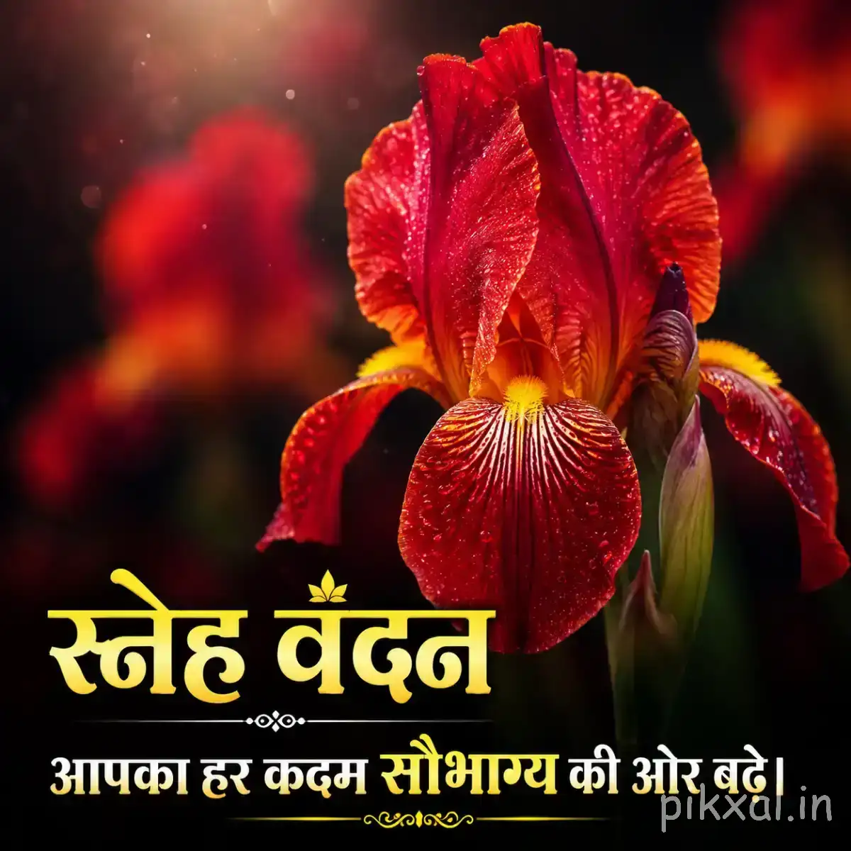 Large deep red flower with layered upright petals and green leaves against a dark blurred background with a Hindi morning wish