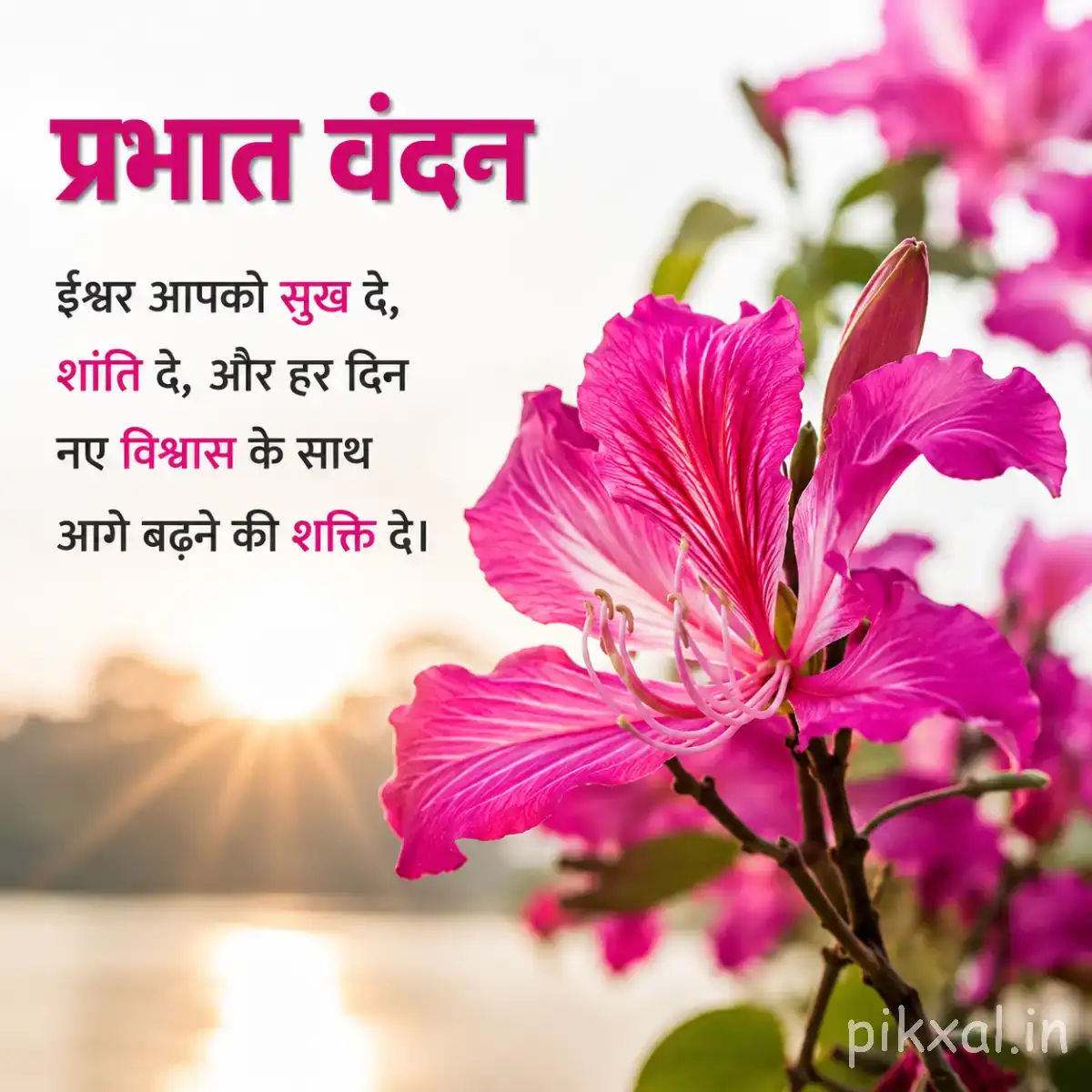 Several bright pink flowers with long narrow petals on leafy stems against a softly blurred sunrise background with a Hindi morning wish