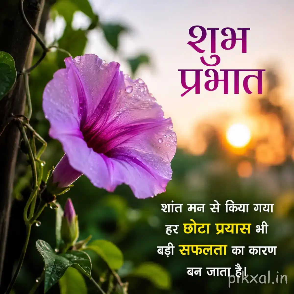 Single purple flower with broad trumpet-shaped petals and green leaves against warm blurred sunlight with a Hindi morning greeting
