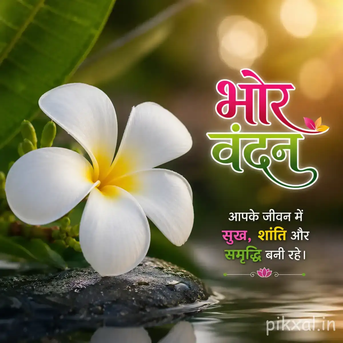 White flower with five broad petals resting on dark stones against green foliage with a Hindi morning greeting