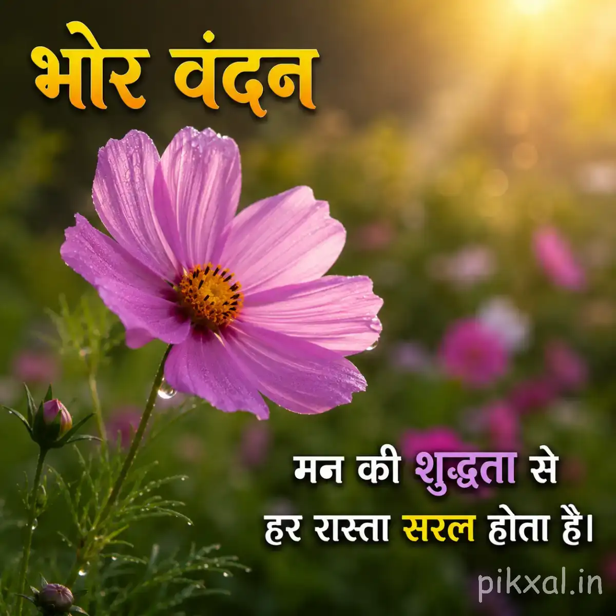 Single pink-purple flower with broad petals and a yellow center against warm blurred garden light with a Hindi morning greeting