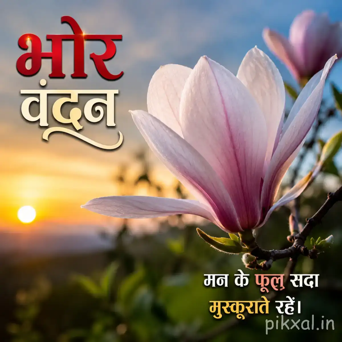 Large pale pink and lavender flower with elongated petals against a warm sunrise background