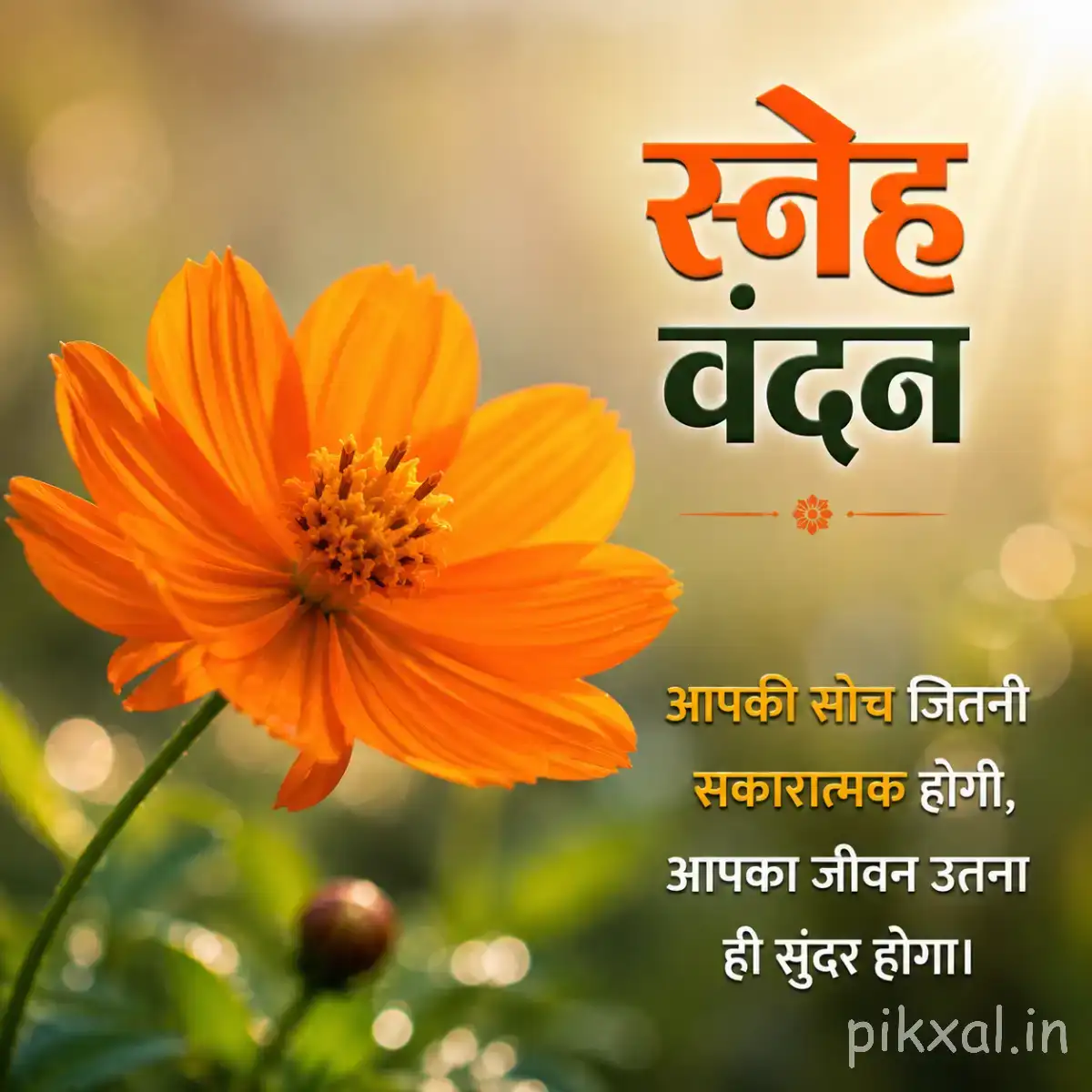 Orange flower with layered petals and unopened buds glowing in warm morning sunlight
