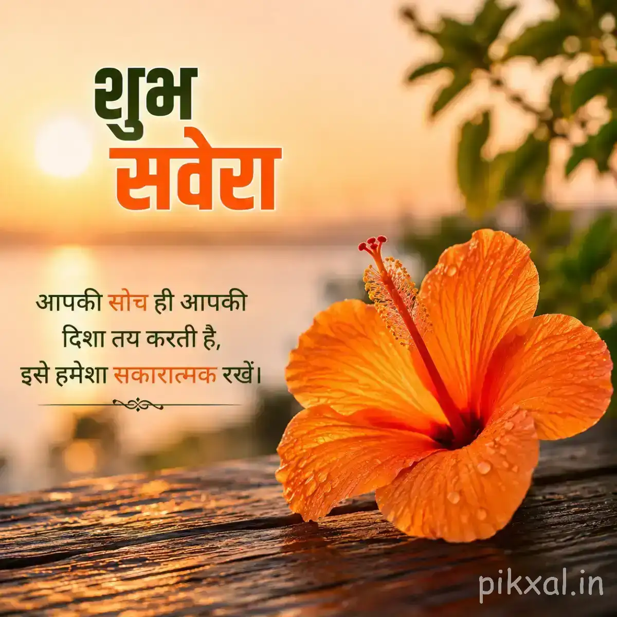 Single orange flower with broad layered petals on a wooden surface, with soft greenery and warm morning light