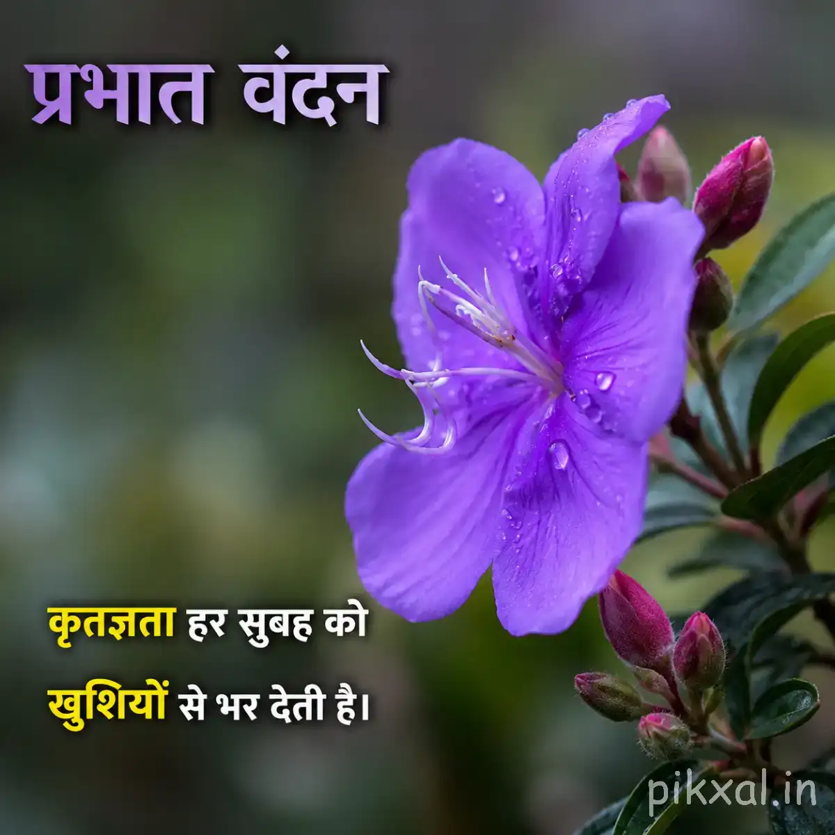 Purple flower with broad ruffled petals and unopened buds among green leaves with a Hindi morning greeting