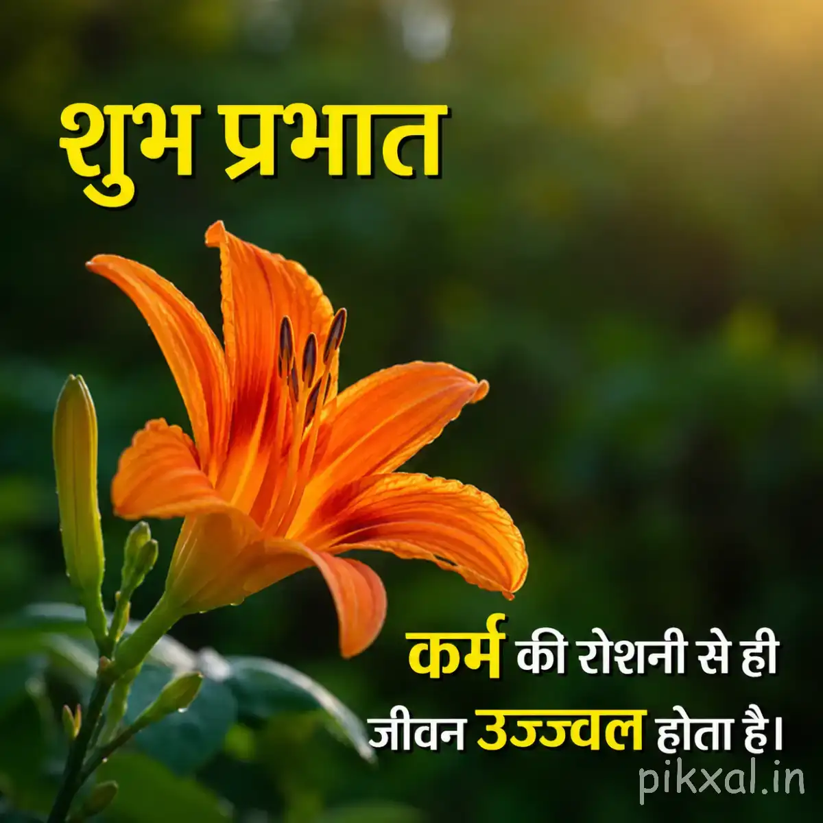 Orange flower with long overlapping petals and green leaves against a softly blurred background with a Hindi morning message