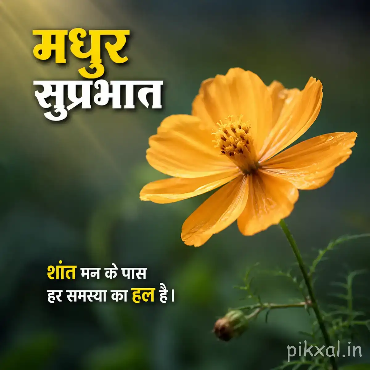 Single pale orange flower with broad petals and a dark center against blurred greenery with a Hindi morning wish