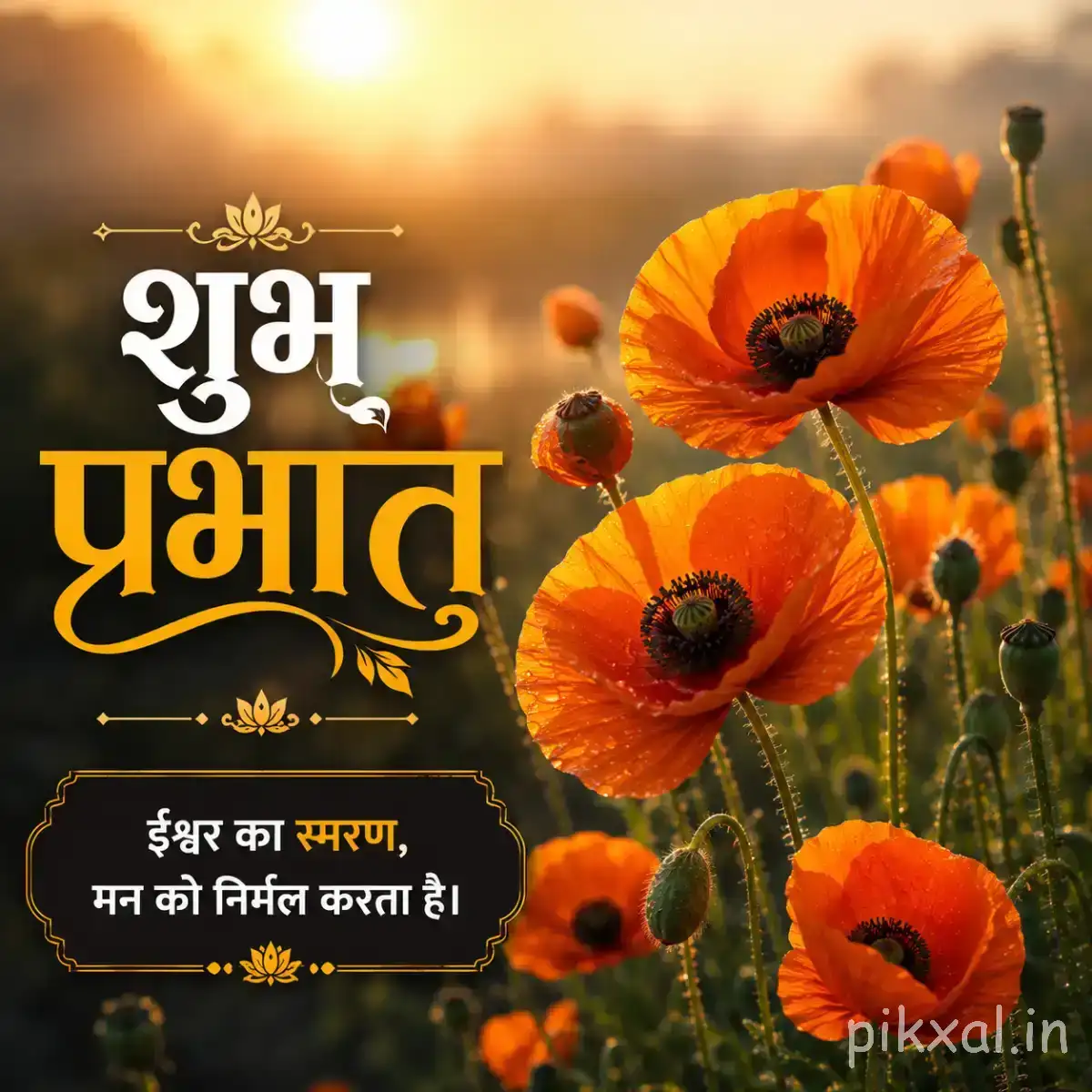 Multiple orange flowers with dark centers and slender stems against a glowing sunrise background