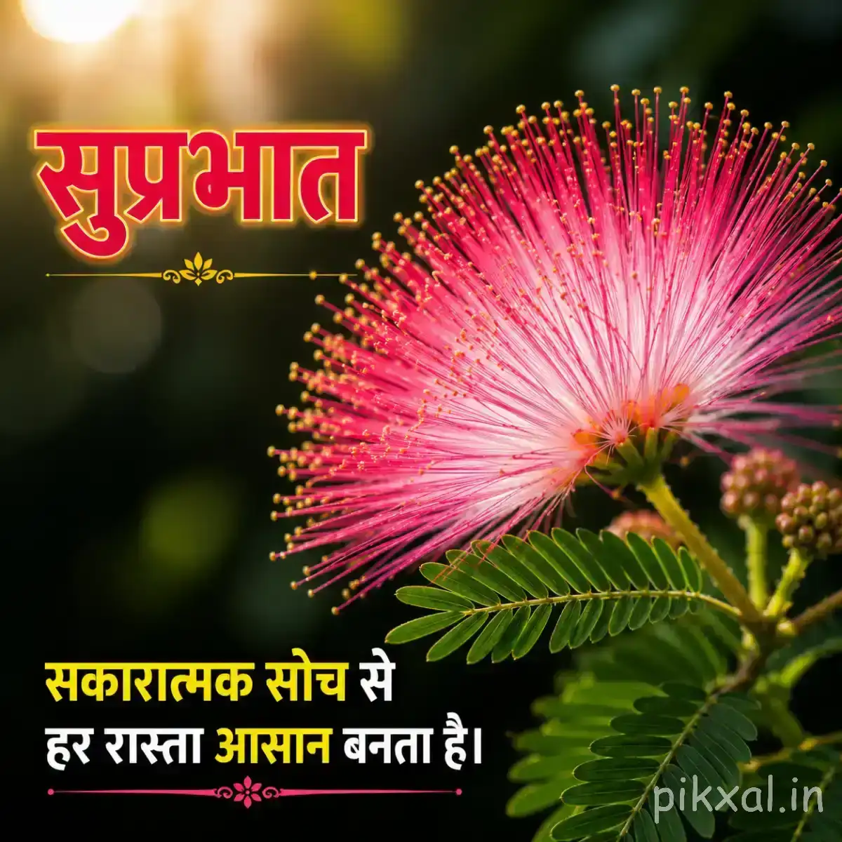 Pink flower with numerous fine radiating stamens and green leaves against warm blurred greenery with a Hindi morning greeting