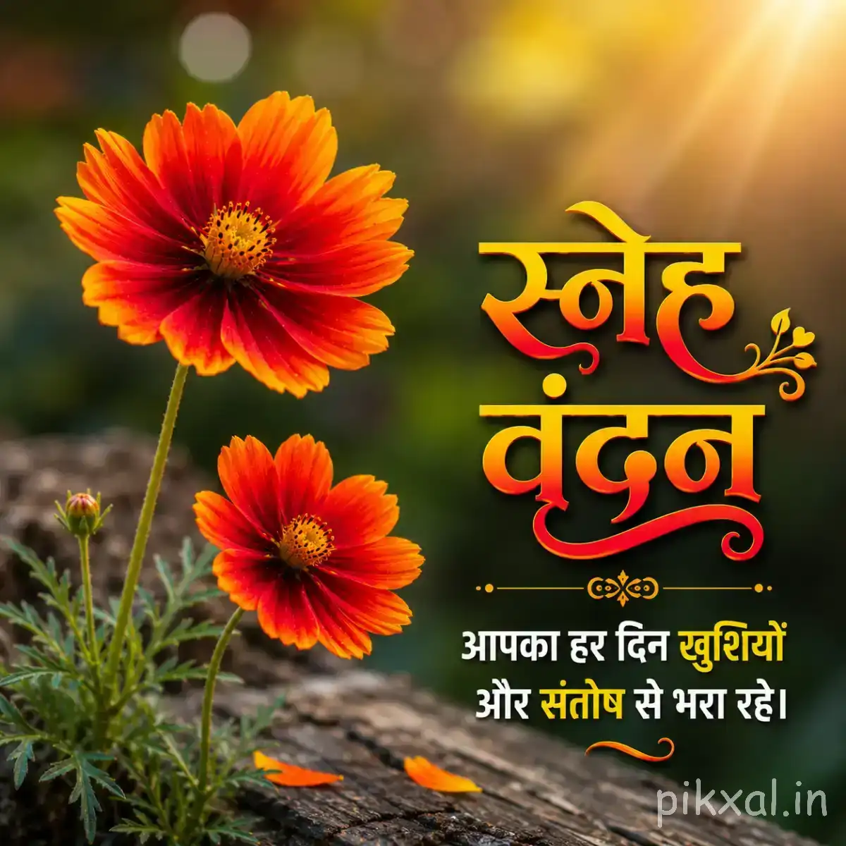 Several orange flowers with dark centers rising above green grass in warm morning light