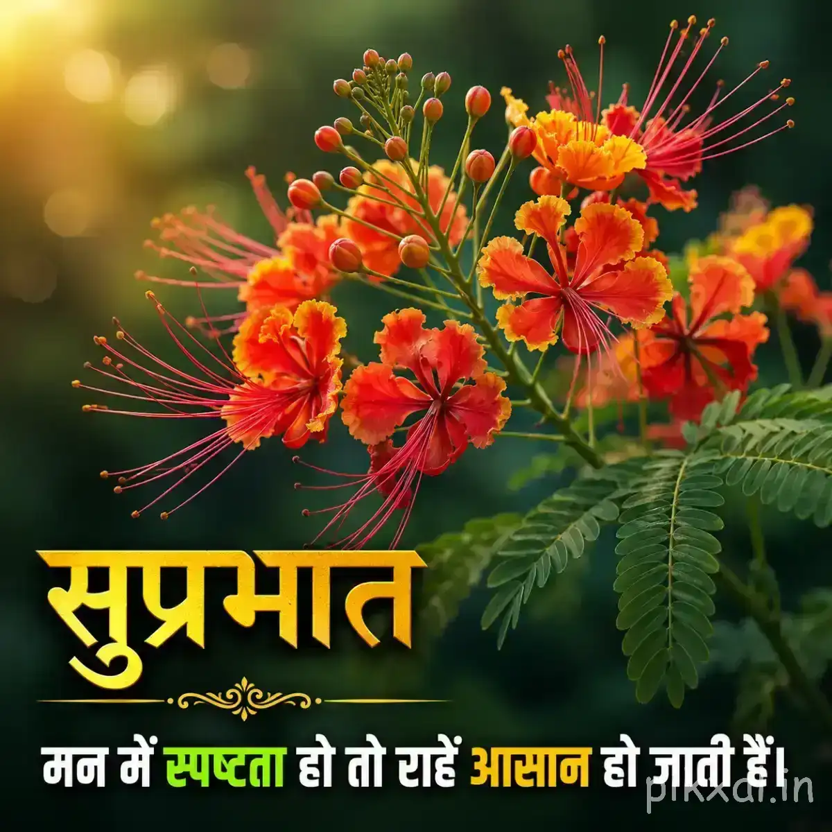 Cluster of orange flowers with long stamens and fern-like green foliage against a softly blurred background