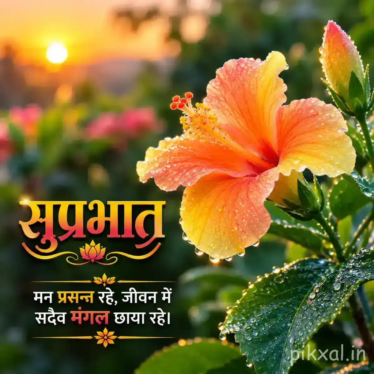 Single orange-pink flower with broad petals and green leaves against a softly blurred garden background